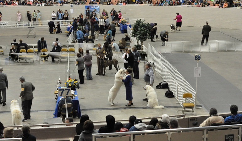 People watching as dogs compete at a dog show.