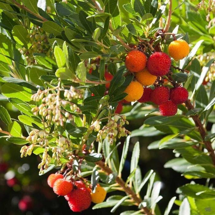 Photo of Strawberry Tree