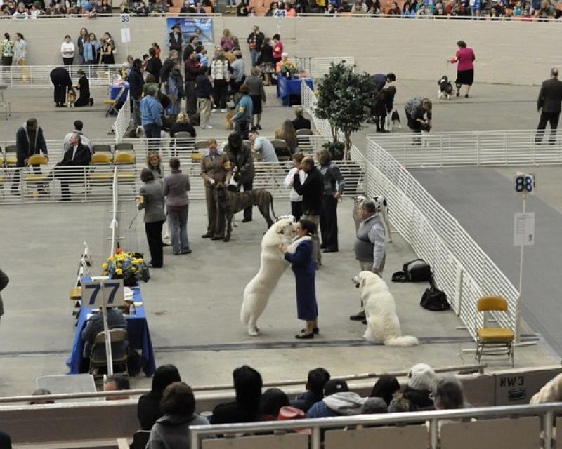 People watch as dogs compete at a dog show.