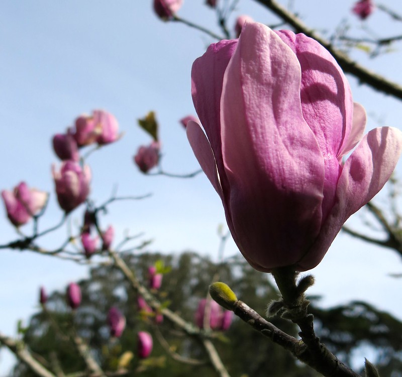 This Weekend: Magnolia Blooms and Lunar New Year at the Zoo | SFMTA